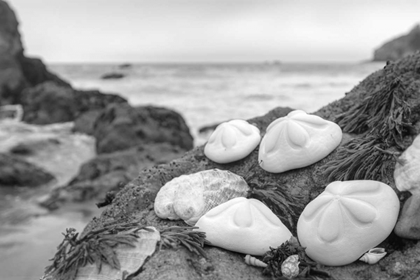 Picture of CRESCENT BEACH SHELLS 4