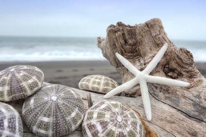 Picture of CRESCENT BEACH SHELLS 5