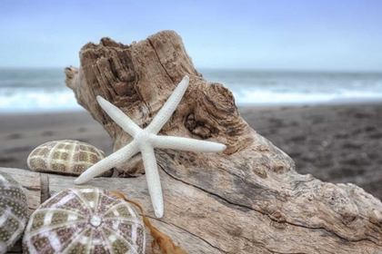 Picture of CRESCENT BEACH SHELLS 6