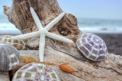 Picture of CRESCENT BEACH SHELLS 7