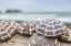 Picture of CRESCENT BEACH SHELLS 8