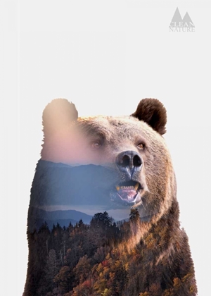 Picture of BEAR