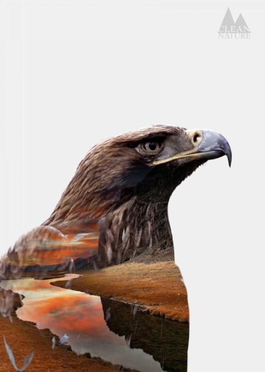 Picture of EAGLE