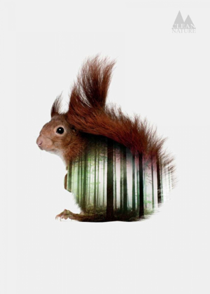 Picture of SQUIRREL