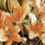 Picture of APRICOT DREAM II