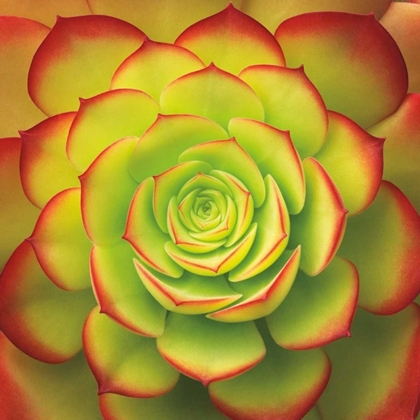 Picture of FIERY SUCCULENT
