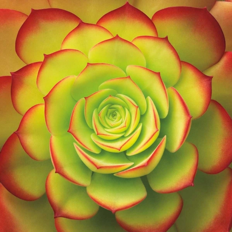 Picture of FIERY SUCCULENT