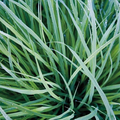 Picture of GRASS WITH MORNING DEW