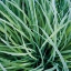 Picture of GRASS WITH MORNING DEW