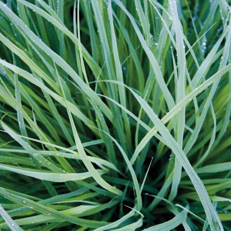 Picture of GRASS WITH MORNING DEW