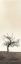 Picture of CHERRY BLOSSOM TREE