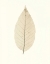 Picture of CHINESE MAGNOLIA
