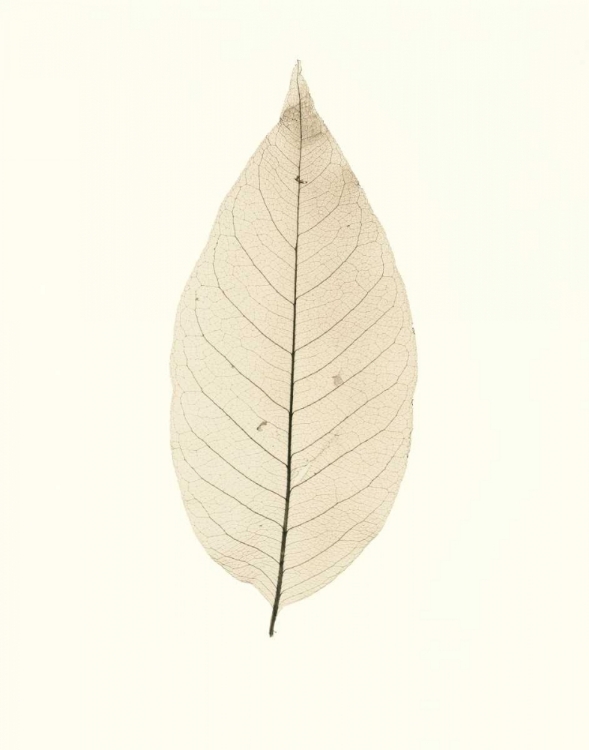 Picture of CHINESE MAGNOLIA