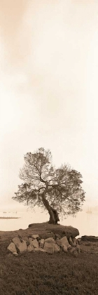 Picture of COAST OAK