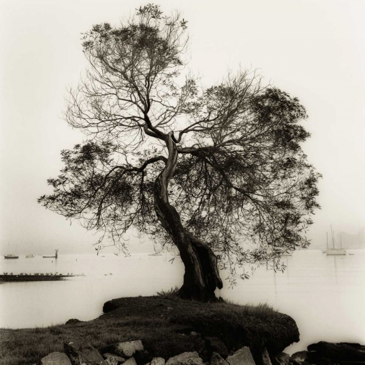 Picture of COAST OAK TREE