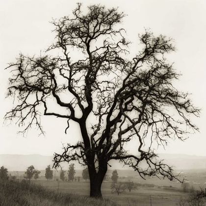 Picture of COUNTRY OAK TREE