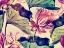 Picture of WATER LILY