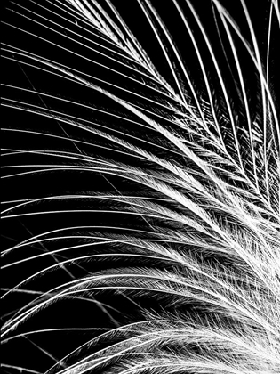 Picture of WHITE FEATHER