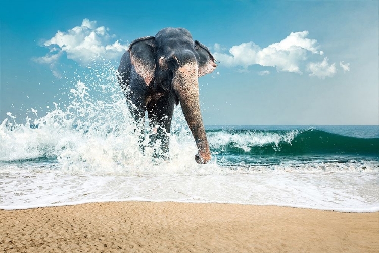 Picture of ELEPHANT