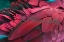 Picture of FEATHER
