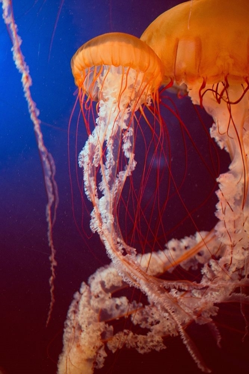 Picture of JELLY 3