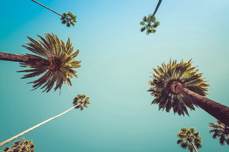 Picture of PALMS