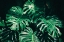 Picture of TROPICAL