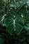 Picture of TROPICAL 3