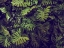 Picture of TROPICAL 4
