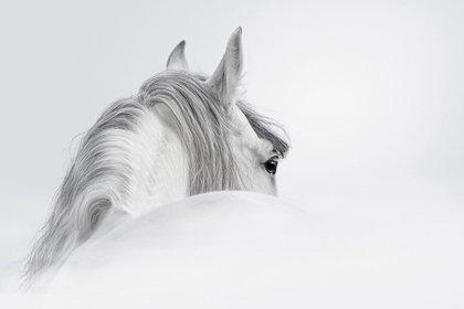 Picture of WHITE HORSE