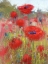 Picture of IN THE POPPY FIELD