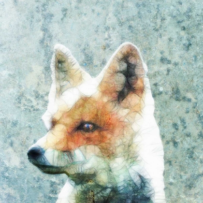 Picture of ABSTRACT FOX
