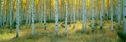 Picture of ASPENS ASHLEY