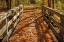 Picture of FALL ON THE FOOTBRIDGE