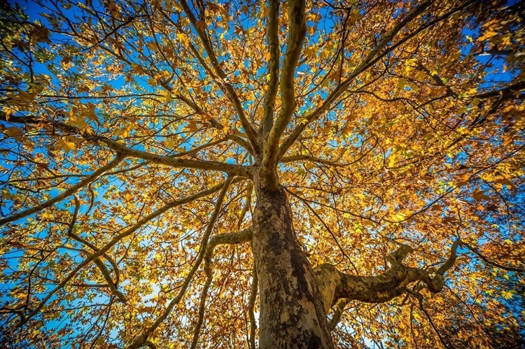 Picture of FALL TREE