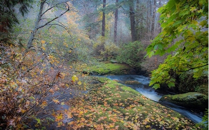 Picture of SNOW IN FALL