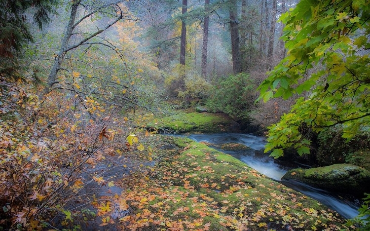 Picture of SNOW IN FALL