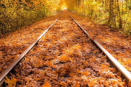 Picture of TRAIN TRACKS IN THE FALL