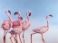 Picture of PINK LADIES
