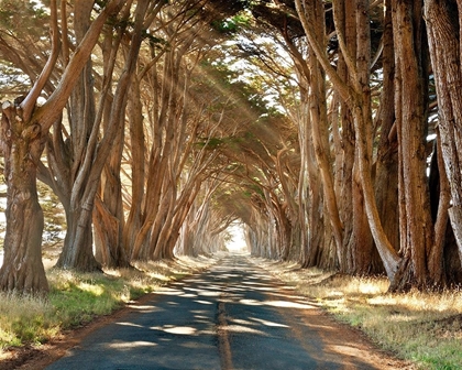 Picture of CYPRESSES