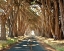 Picture of CYPRESSES