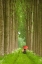 Picture of TWO UMBRELLAS, BELGIUM