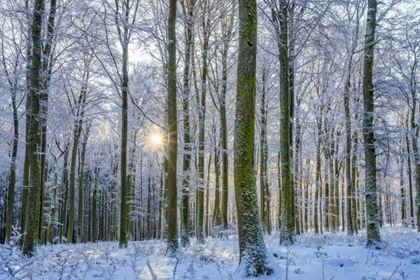 Picture of FROSTY FOREST