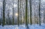 Picture of FROSTY FOREST