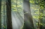Picture of SHOWER OF LIGHT