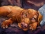 Picture of BEAUTY REST
