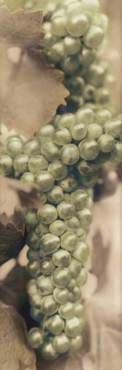 Picture of CHARDONNAY