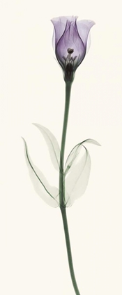 Picture of LISIANTHUS