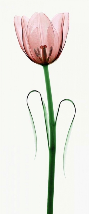 Picture of TULIP I