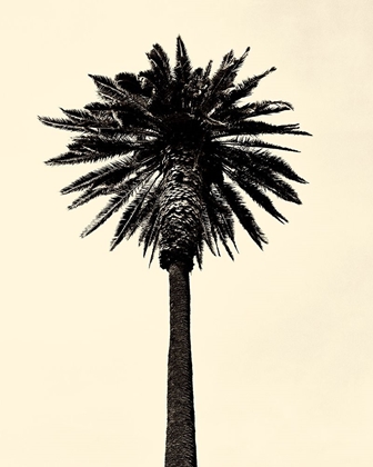 Picture of PALM TREE 1979 TAN